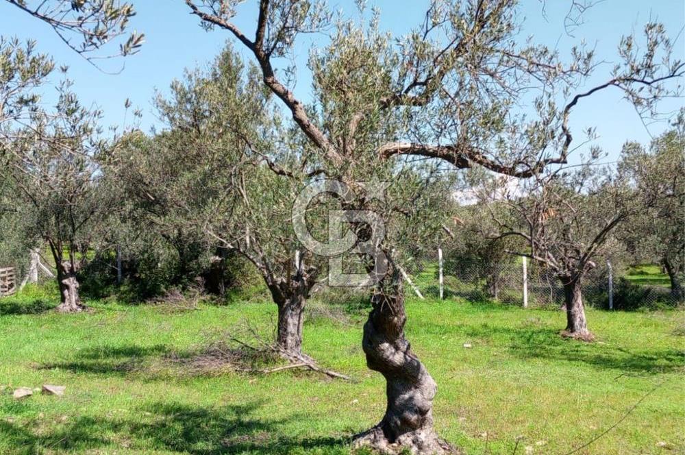 AYVALIK PATERİCA MEVKİİNDE ZEYTİNLİK