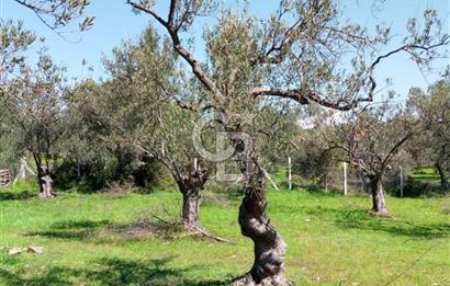 AYVALIK PATERİCA MEVKİİNDE ZEYTİNLİK