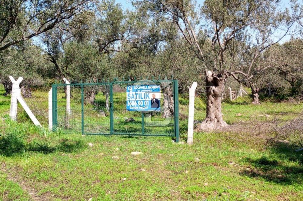 AYVALIK PATERİCA MEVKİİNDE ZEYTİNLİK