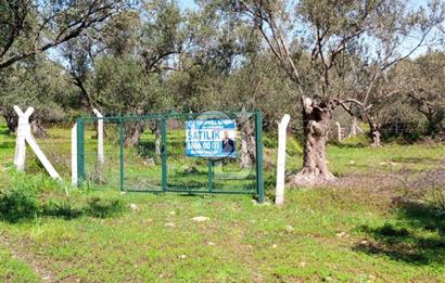 AYVALIK PATERİCA MEVKİİNDE ZEYTİNLİK