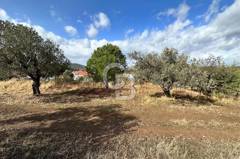 GÖMEÇ KUYUALAN KÖY İÇİNDE İMARLI 3.016 m² ZEYTİNLİK