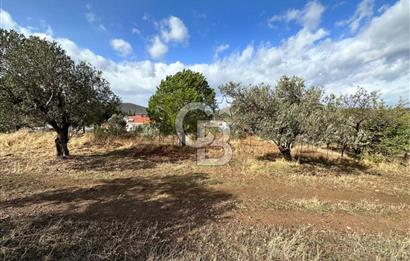 GÖMEÇ KUYUALAN KÖY İÇİNDE İMARLI 3.016 m² ZEYTİNLİK