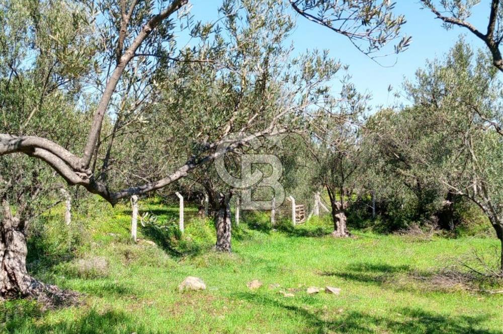 AYVALIK PATERİCA MEVKİİNDE ZEYTİNLİK