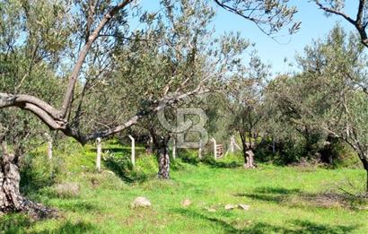 AYVALIK PATERİCA MEVKİİNDE ZEYTİNLİK