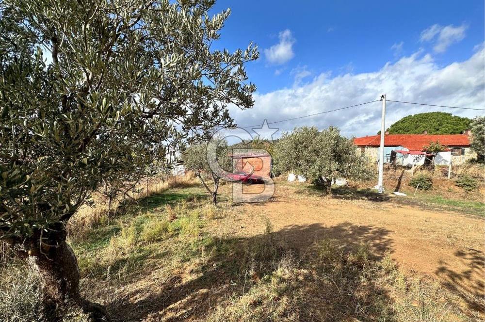 GÖMEÇ KUYUALAN KÖY İÇİNDE İMARLI 3.016 m² ZEYTİNLİK