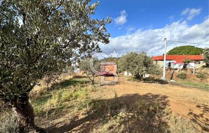 GÖMEÇ KUYUALAN KÖY İÇİNDE İMARLI 3.016 m² ZEYTİNLİK