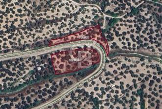 AYVALIK KAZIMKARABEKİRDE YANYANA 2 PARSEL ZEYTİNLİK - 1 - 344962