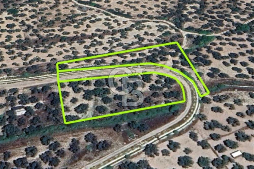 AYVALIK KAZIMKARABEKİRDE YANYANA 2 PARSEL ZEYTİNLİK