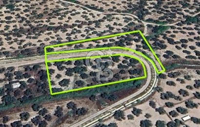 AYVALIK KAZIMKARABEKİRDE YANYANA 2 PARSEL ZEYTİNLİK