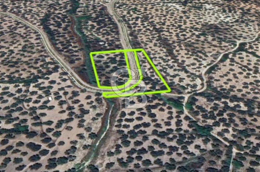 AYVALIK KAZIMKARABEKİRDE YANYANA 2 PARSEL ZEYTİNLİK