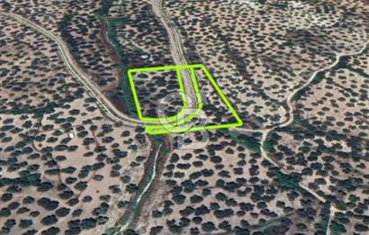 AYVALIK KAZIMKARABEKİRDE YANYANA 2 PARSEL ZEYTİNLİK