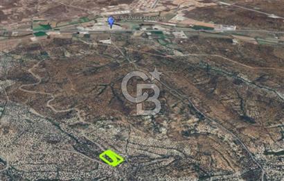 AYVALIK KAZIMKARABEKİRDE YANYANA 2 PARSEL ZEYTİNLİK