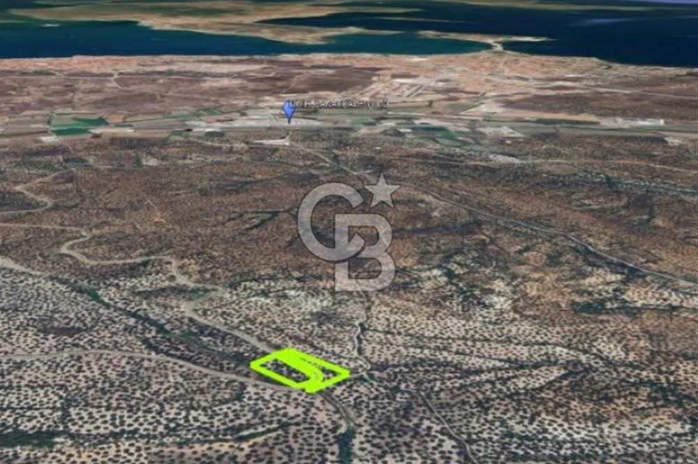 AYVALIK KAZIMKARABEKİRDE YANYANA 2 PARSEL ZEYTİNLİK