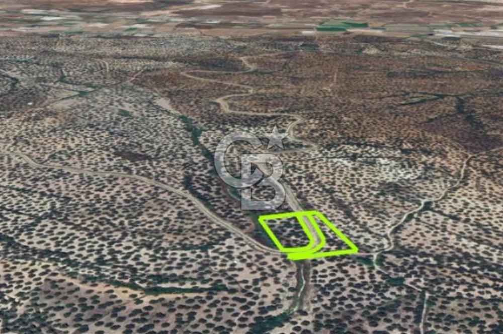 AYVALIK KAZIMKARABEKİRDE YANYANA 2 PARSEL ZEYTİNLİK