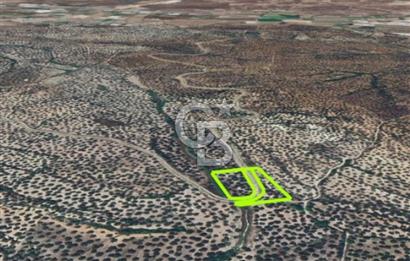 AYVALIK KAZIMKARABEKİRDE YANYANA 2 PARSEL ZEYTİNLİK