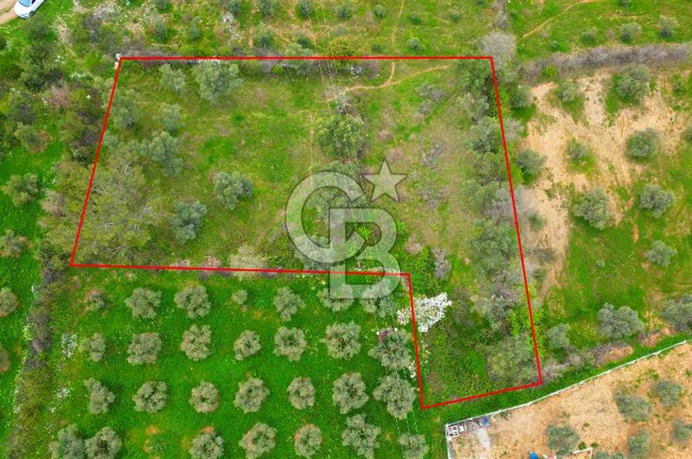 MENTEŞE YERKESİK'TE 1327 M2 SATILIK İMAR SINIRINDA TARLA