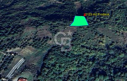 YALOVA ALTINOVA SERMAYECİK KÖYÜNDE 3459 m2 SATILIK TARLA!.......