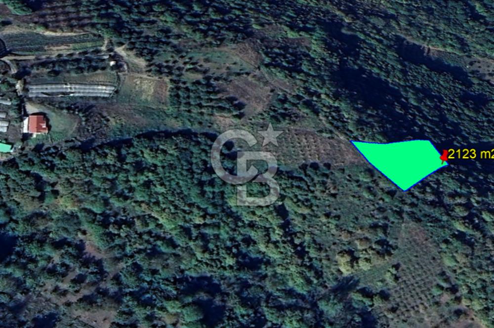 YALOVA ALTINOVA SERMAYECİK KÖYÜNDE 3459 m2 SATILIK TARLA!.......