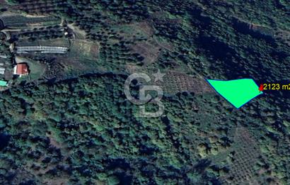 YALOVA ALTINOVA SERMAYECİK KÖYÜNDE 3459 m2 SATILIK TARLA!.......