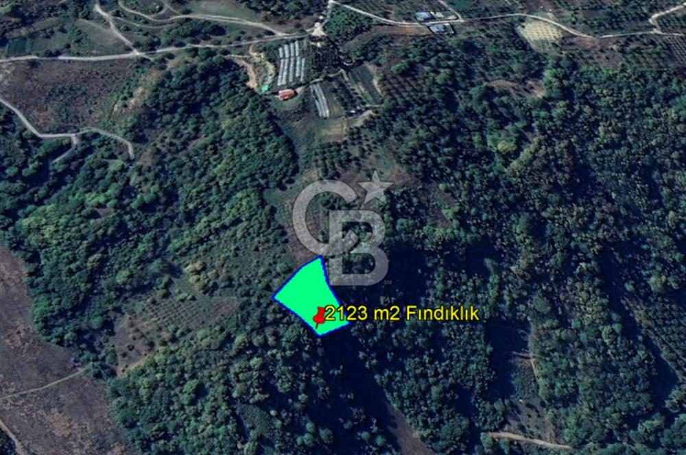 YALOVA ALTINOVA SERMAYECİK KÖYÜNDE 3459 m2 SATILIK TARLA!.......