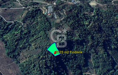 YALOVA ALTINOVA SERMAYECİK KÖYÜNDE 3459 m2 SATILIK TARLA!.......