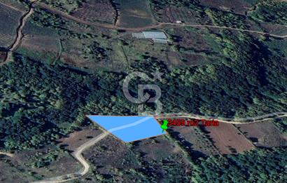 YALOVA ALTINOVA SERMAYECİK KÖYÜNDE 2123 m2 SATILIK FINDIKLIK !..