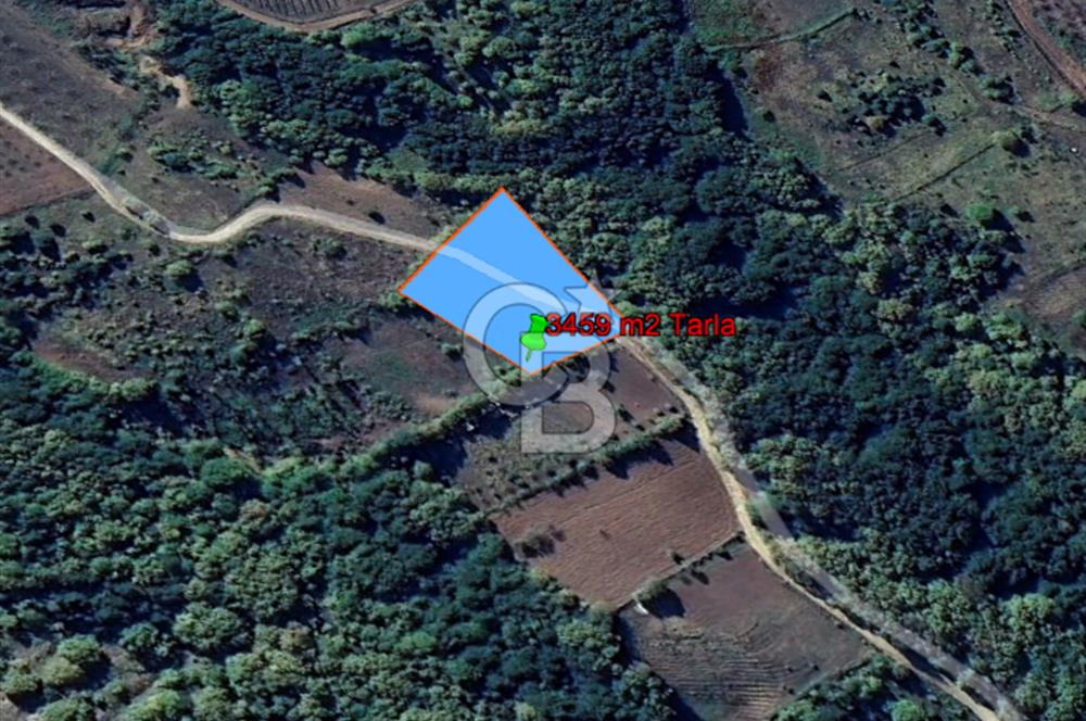 YALOVA ALTINOVA SERMAYECİK KÖYÜNDE 2123 m2 SATILIK FINDIKLIK !..