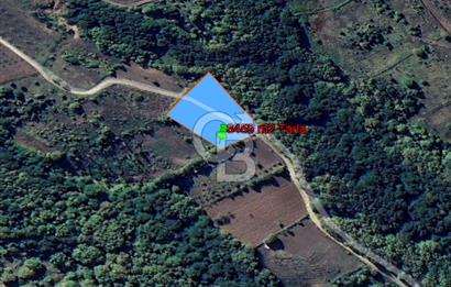 YALOVA ALTINOVA SERMAYECİK KÖYÜNDE 2123 m2 SATILIK FINDIKLIK !..