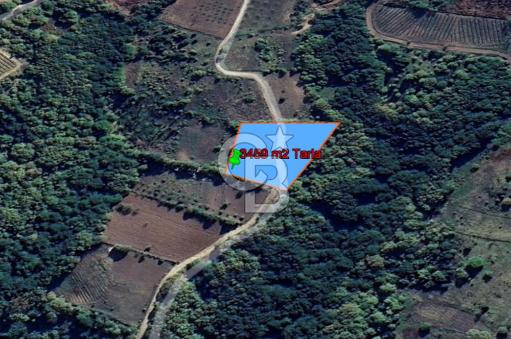 YALOVA ALTINOVA SERMAYECİK KÖYÜNDE 2123 m2 SATILIK FINDIKLIK !..