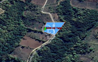 YALOVA ALTINOVA SERMAYECİK KÖYÜNDE 2123 m2 SATILIK FINDIKLIK !..