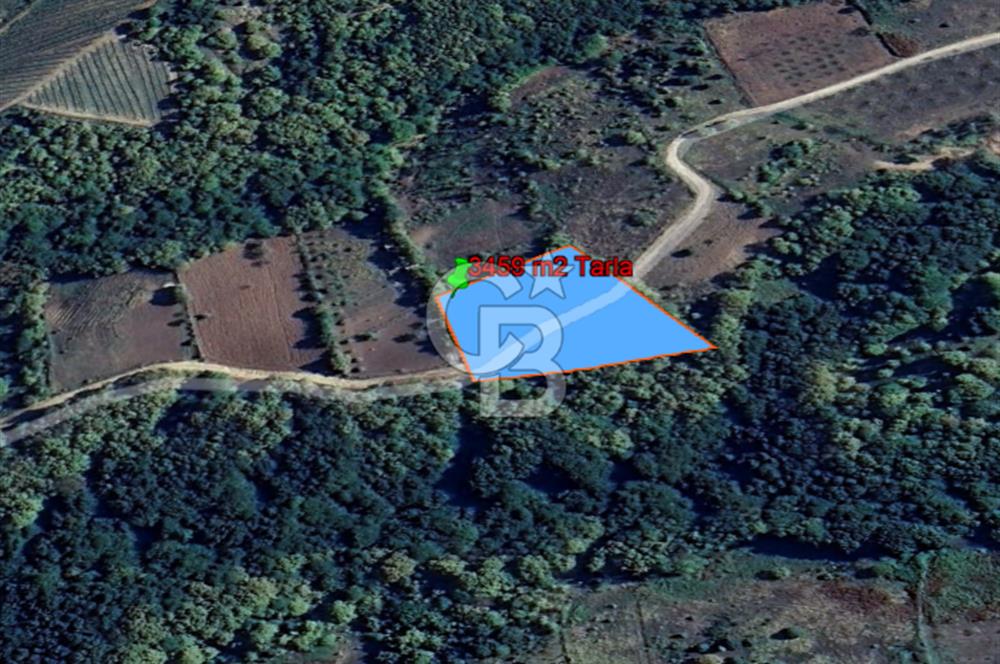 YALOVA ALTINOVA SERMAYECİK KÖYÜNDE 2123 m2 SATILIK FINDIKLIK !..