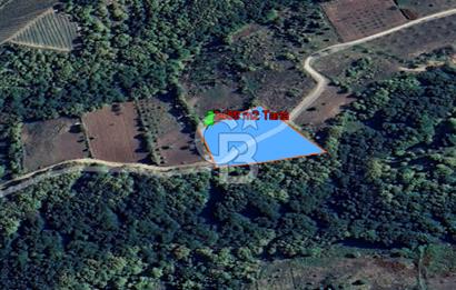 YALOVA ALTINOVA SERMAYECİK KÖYÜNDE 2123 m2 SATILIK FINDIKLIK !..