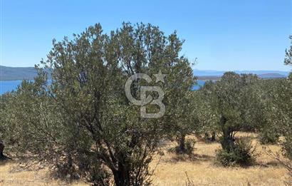 AYVALIK CUNDA ADASI PATRİÇA MEVKİİNDE DENİZ MANZARALI ZEYTİNLİK