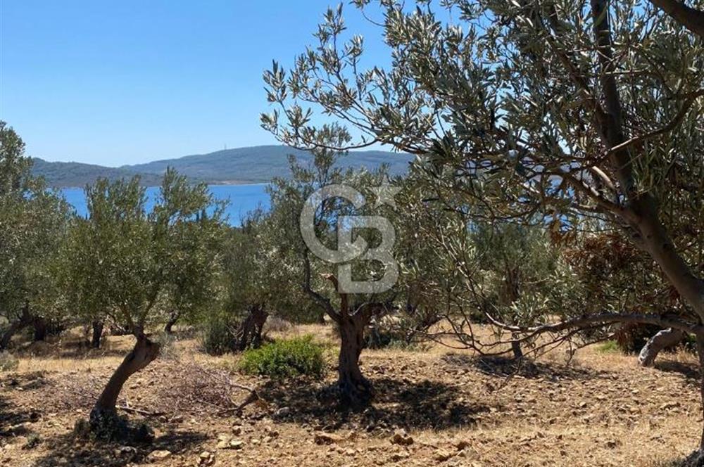 AYVALIK CUNDA ADASI PATRİÇA MEVKİİNDE DENİZ MANZARALI ZEYTİNLİK