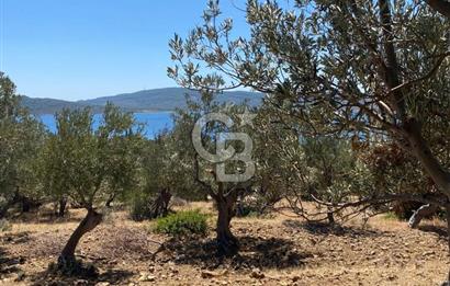 AYVALIK CUNDA ADASI PATRİÇA MEVKİİNDE DENİZ MANZARALI ZEYTİNLİK