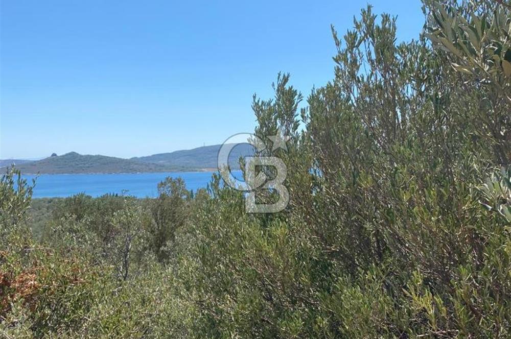 AYVALIK CUNDA ADASI PATRİÇA MEVKİİNDE DENİZ MANZARALI ZEYTİNLİK