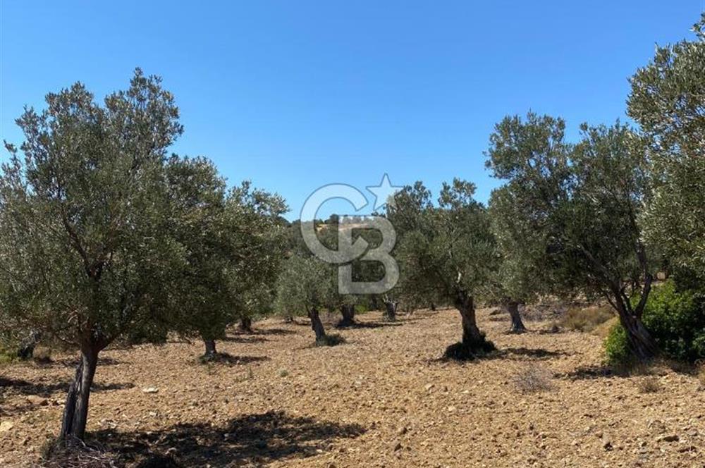 AYVALIK CUNDA ADASI PATRİÇA MEVKİİNDE DENİZ MANZARALI ZEYTİNLİK