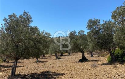 AYVALIK CUNDA ADASI PATRİÇA MEVKİİNDE DENİZ MANZARALI ZEYTİNLİK