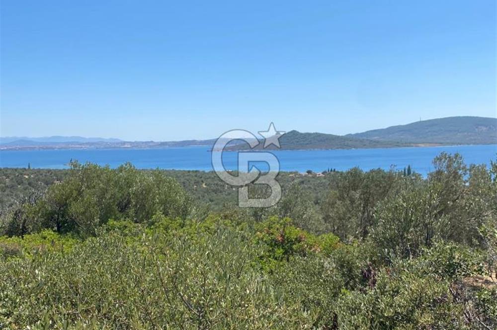 AYVALIK CUNDA ADASI PATRİÇA MEVKİİNDE DENİZ MANZARALI ZEYTİNLİK