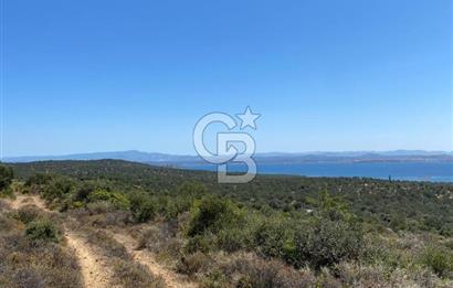 AYVALIK CUNDA ADASI PATRİÇA MEVKİİNDE DENİZ MANZARALI ZEYTİNLİK