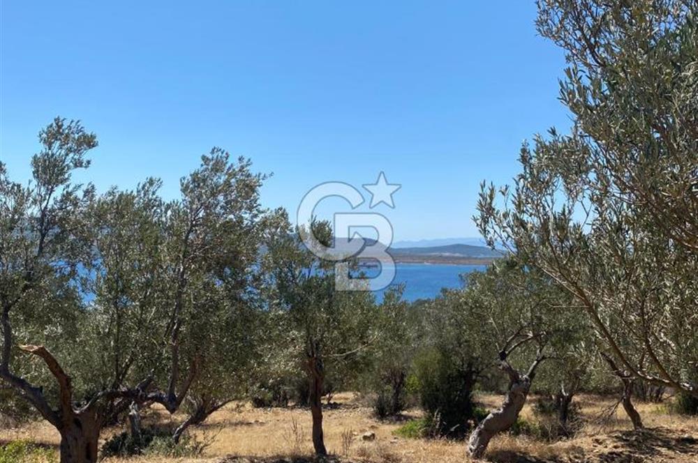 AYVALIK CUNDA ADASI PATRİÇA MEVKİİNDE DENİZ MANZARALI ZEYTİNLİK