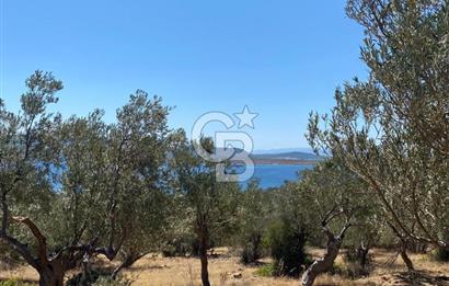 AYVALIK CUNDA ADASI PATRİÇA MEVKİİNDE DENİZ MANZARALI ZEYTİNLİK
