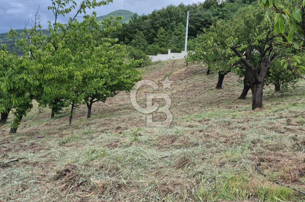 GEYVE EPÇELERDE SATILIK BAĞ3.997 m² 