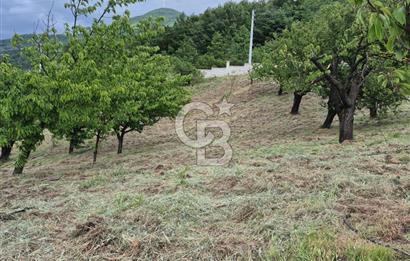 GEYVE EPÇELERDE SATILIK BAĞ3.997 m² 