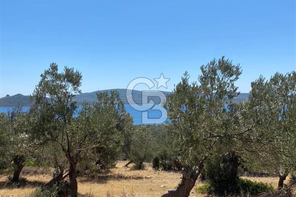 AYVALIK CUNDA ADASI PATRİÇA MEVKİİNDE DENİZ MANZARALI ZEYTİNLİK