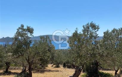 AYVALIK CUNDA ADASI PATRİÇA MEVKİİNDE DENİZ MANZARALI ZEYTİNLİK