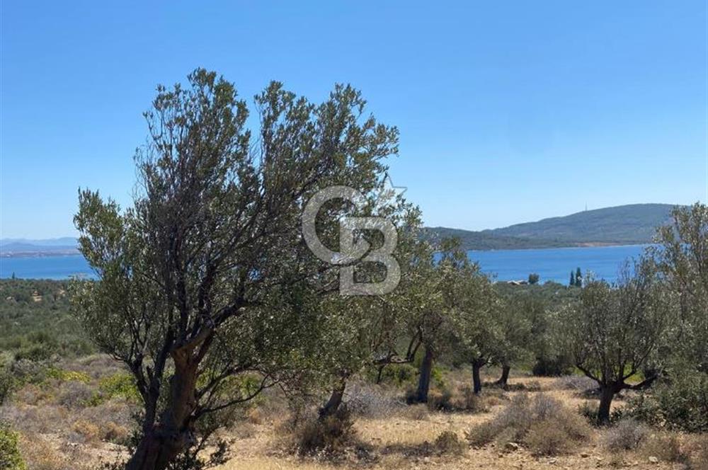 AYVALIK CUNDA ADASI PATRİÇA MEVKİİNDE DENİZ MANZARALI ZEYTİNLİK