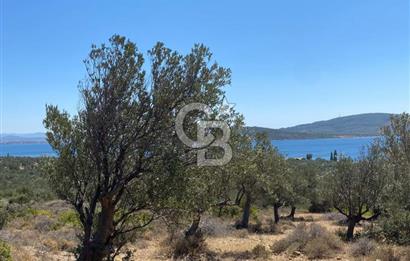 AYVALIK CUNDA ADASI PATRİÇA MEVKİİNDE DENİZ MANZARALI ZEYTİNLİK