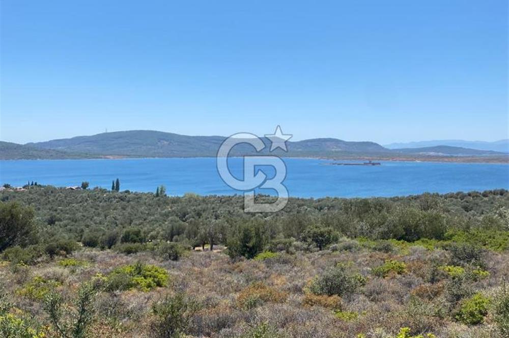 AYVALIK CUNDA ADASI PATRİÇA MEVKİİNDE DENİZ MANZARALI ZEYTİNLİK