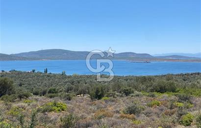 AYVALIK CUNDA ADASI PATRİÇA MEVKİİNDE DENİZ MANZARALI ZEYTİNLİK